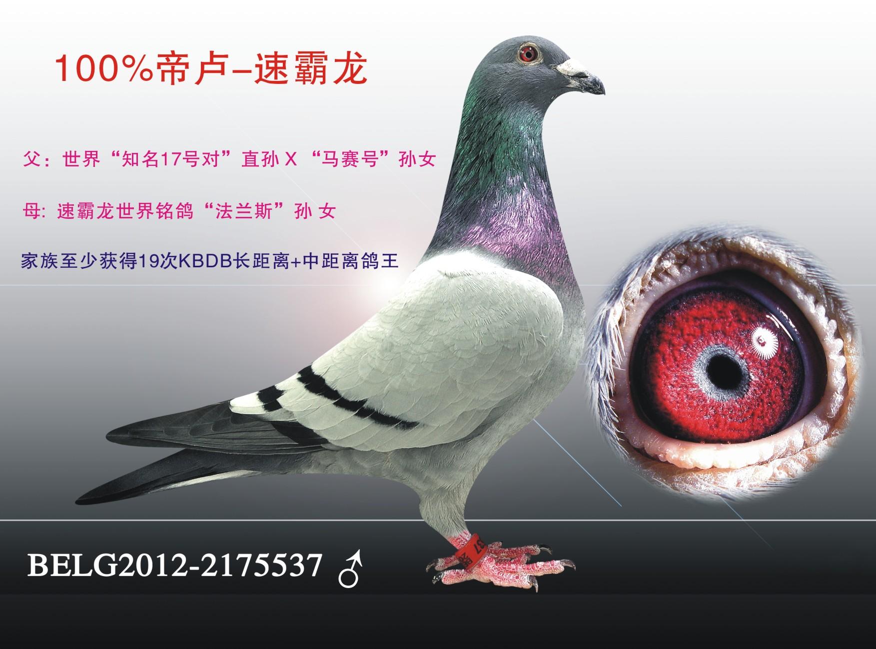 天津火箭基地鸽业 - 中信网铭鸽展厅 www.ag188.com