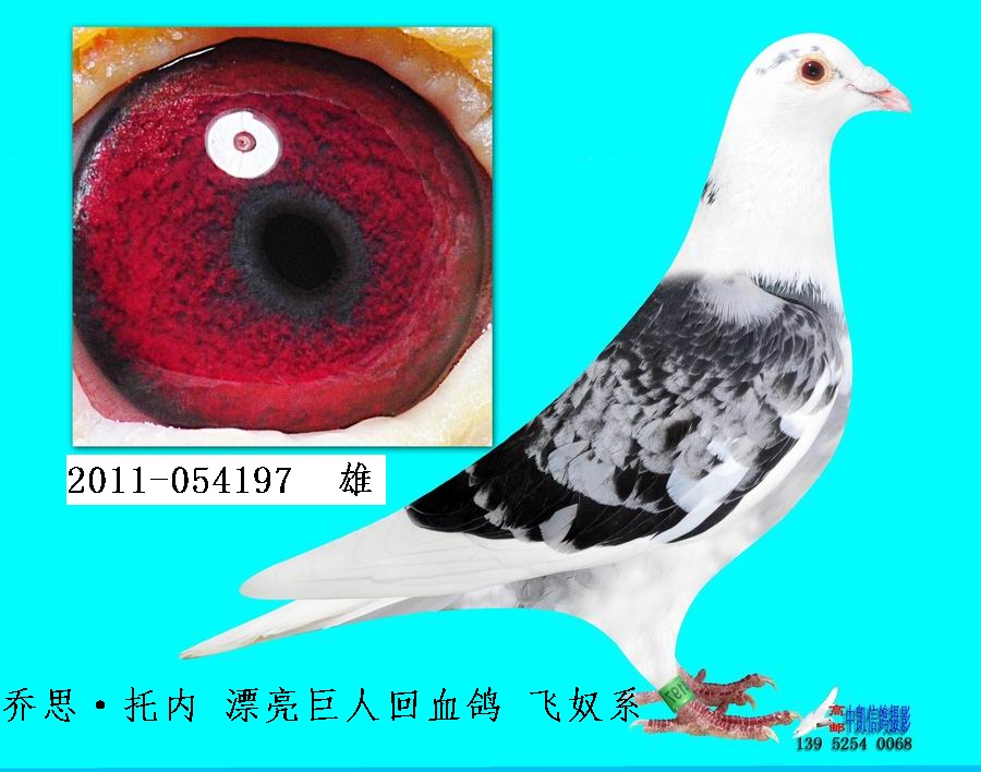 4,乔斯·托内 漂亮巨人回血鸽 飞奴系 054197 保证金级 拍卖