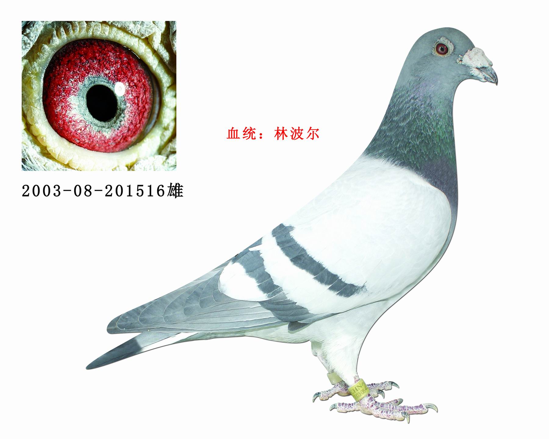 信鸽在线拍卖平台 中国信鸽信息网
