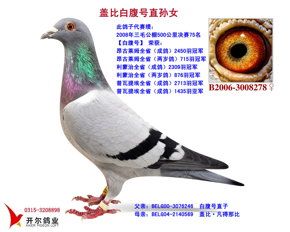 盖比原舍:白腹号直孙女 保证金级 拍卖