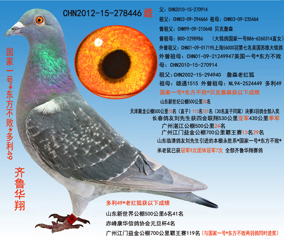 国家一号*东方不败*多利49 保证金级 拍卖