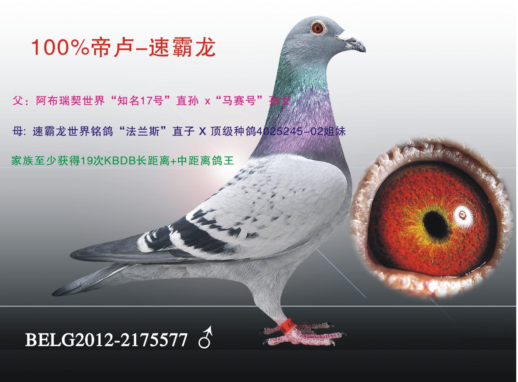 100%帝卢-速霸龙 保证金级 拍卖