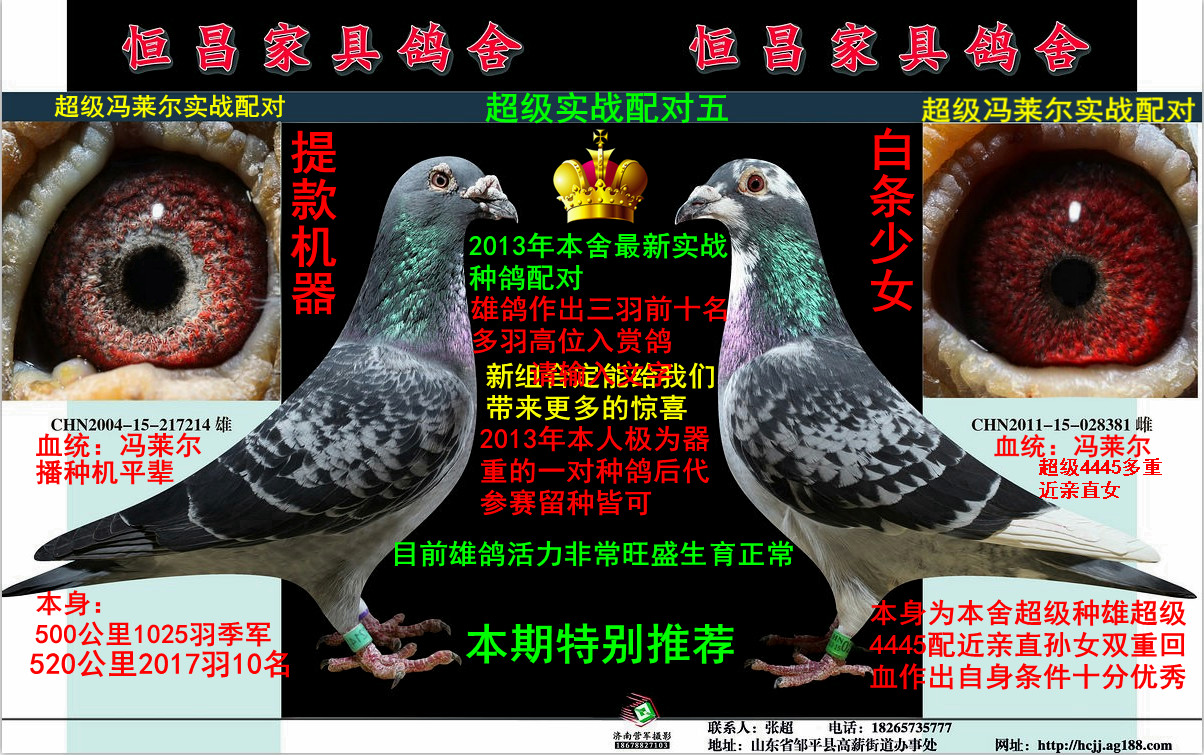 首 页  铭 鸽  新鸽上架  推荐铭鸽  定价鸽  信鸽拍卖 黄金配对