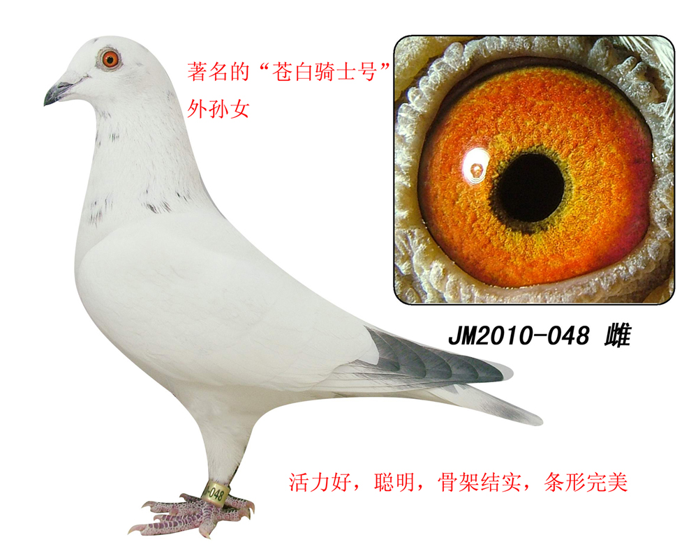著名的"苍白骑士号"外孙女 保证金级 拍卖