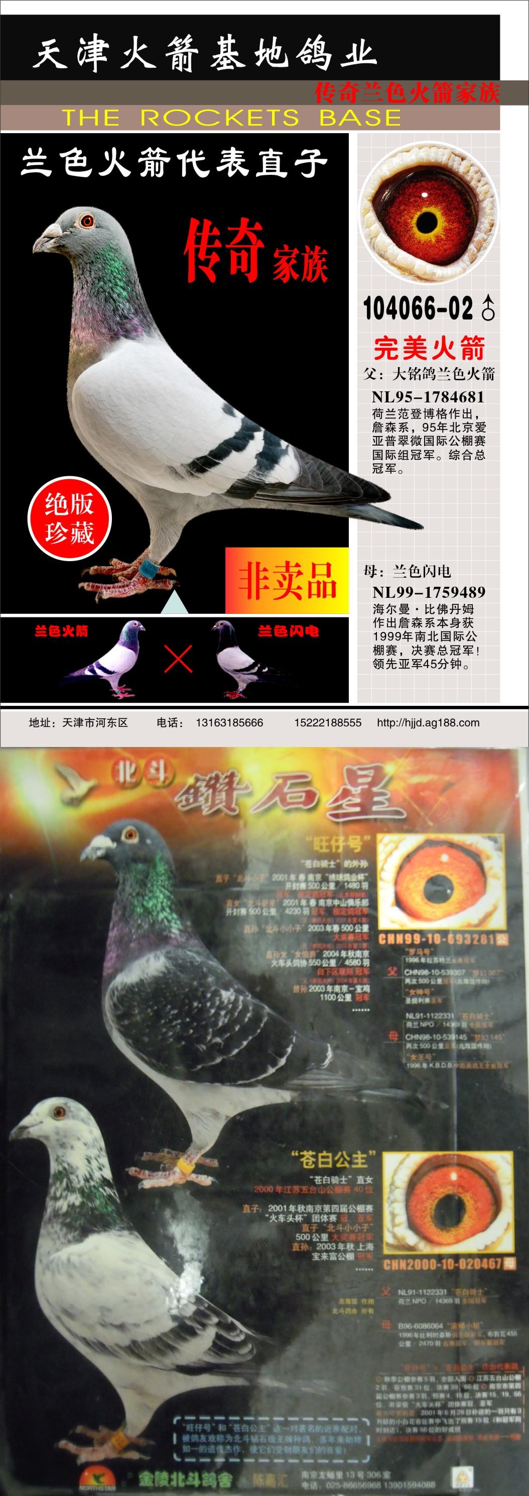 天津火箭基地鸽业在线拍鸽