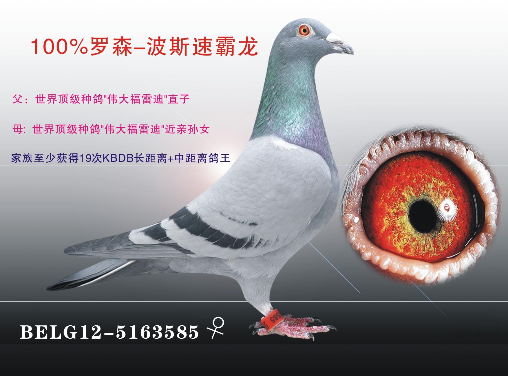 100%罗森.波斯-6 保证金级 拍卖