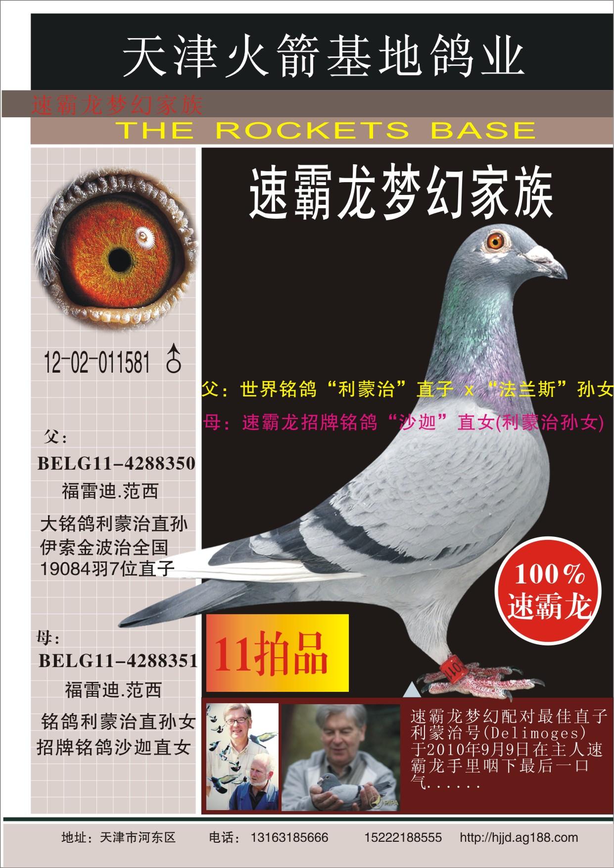 信鸽在线拍卖平台 - 中国信鸽信息网