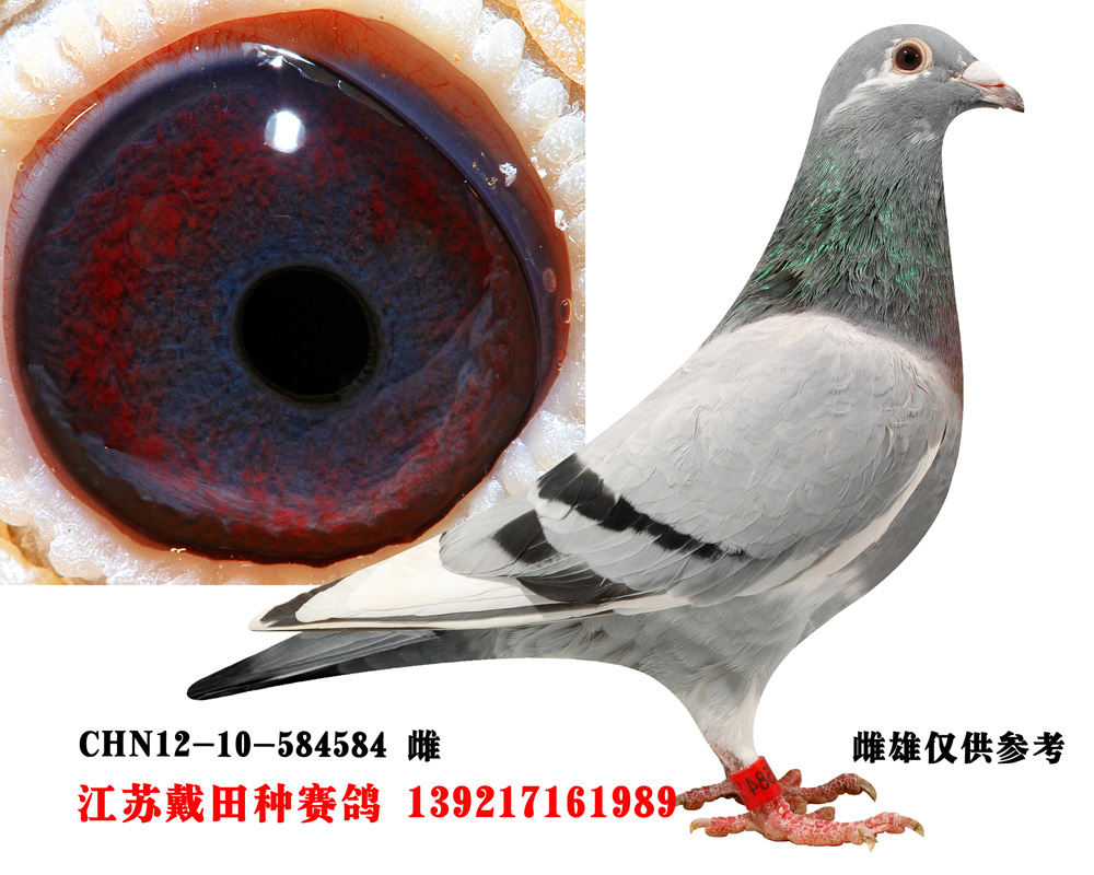 电脑花木兰 保证金级 拍卖