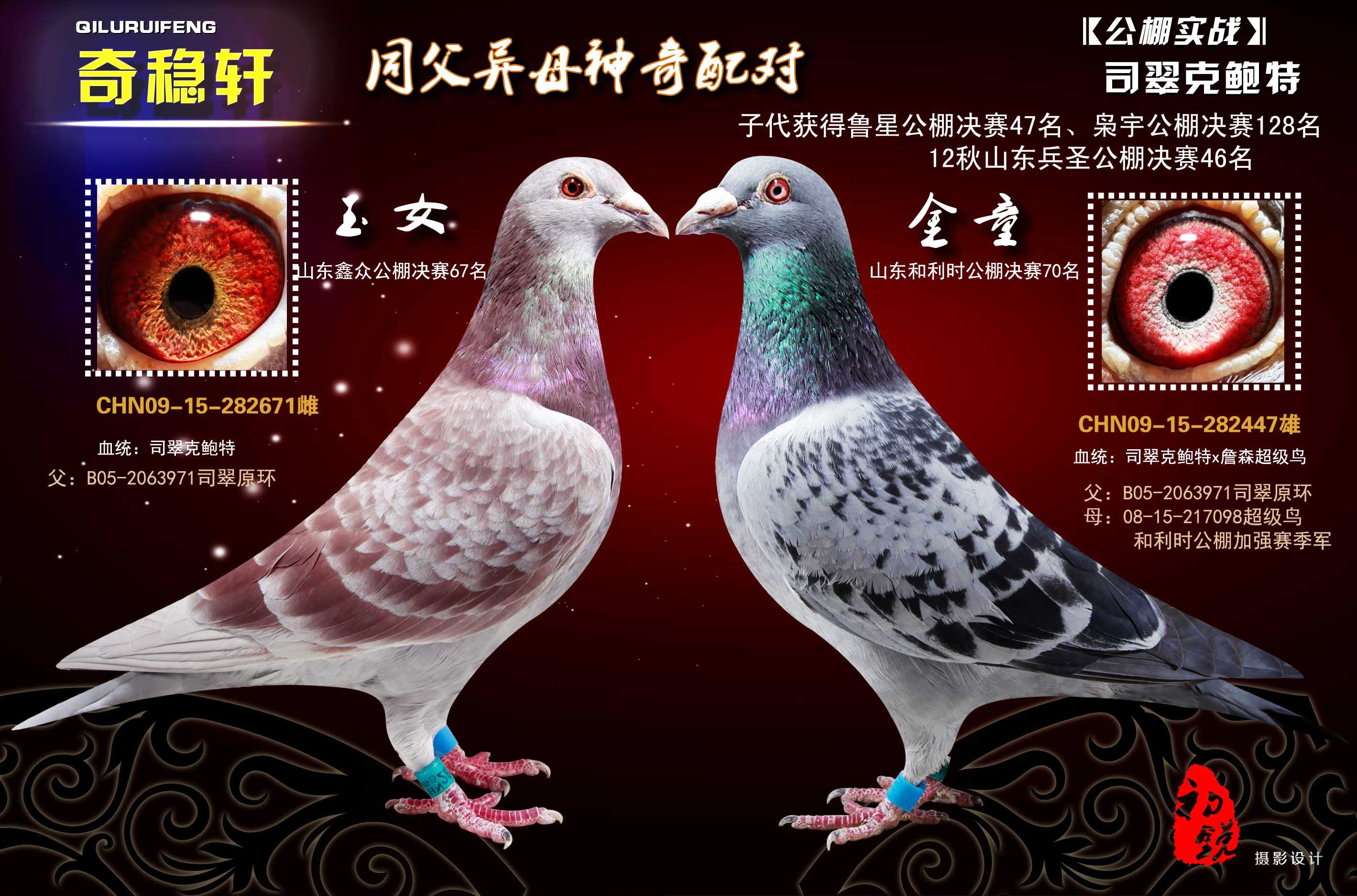 金童玉女(司翠克鲍特同父异母配对)公棚成绩鸽 保证金级 拍卖