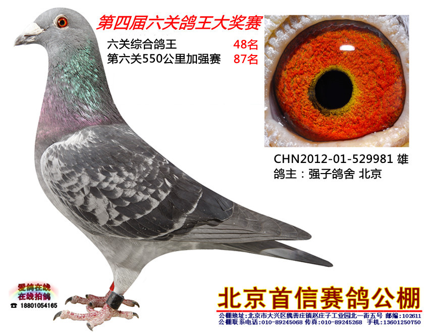北京首信鸽业 - 中信网铭鸽展厅 www.ag188.com