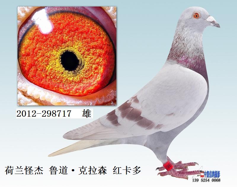 13,荷兰怪杰 鲁道·克拉森 红卡多 298717 保证金级 拍卖