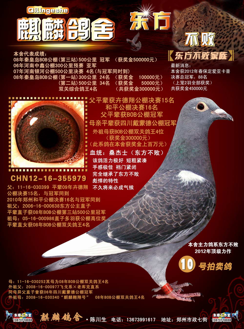 信鸽在线拍卖平台 - 中国信鸽信息网