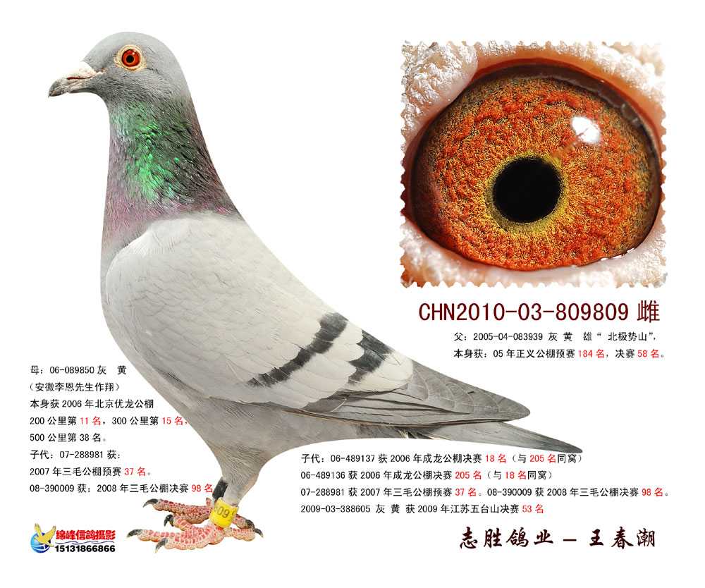 信鸽在线拍卖平台 - 中国信鸽信息网