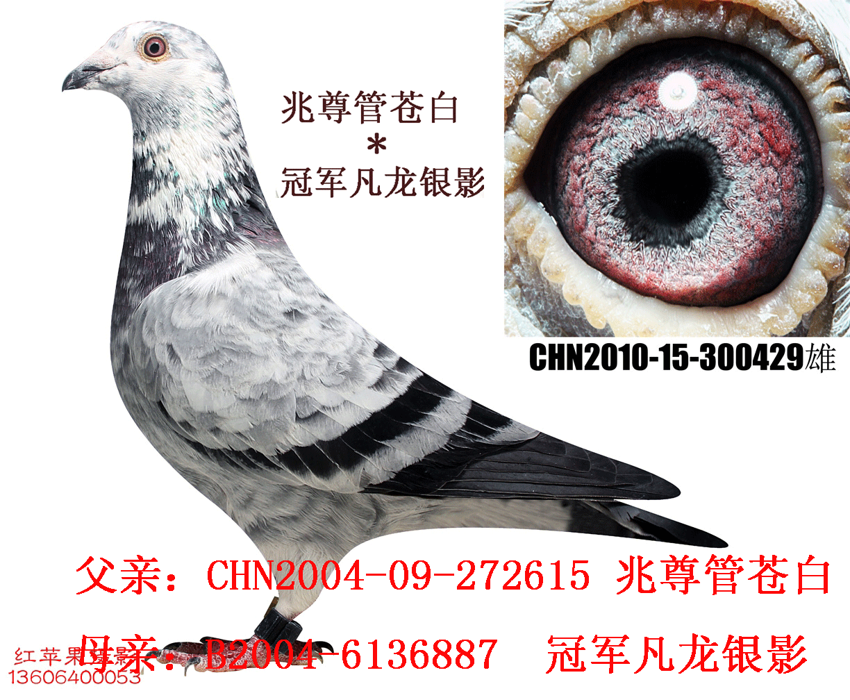 兆尊馆苍白*冠军凡龙银影 保证金级 拍卖
