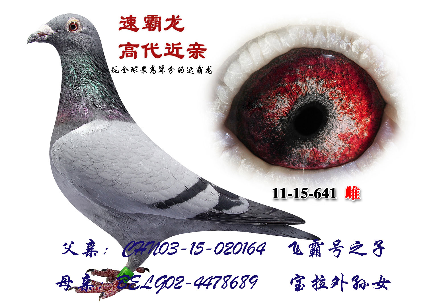 速霸龙[梦幻配对]阿尔伯特×宝拉高代近血164 689 保证金级 拍卖