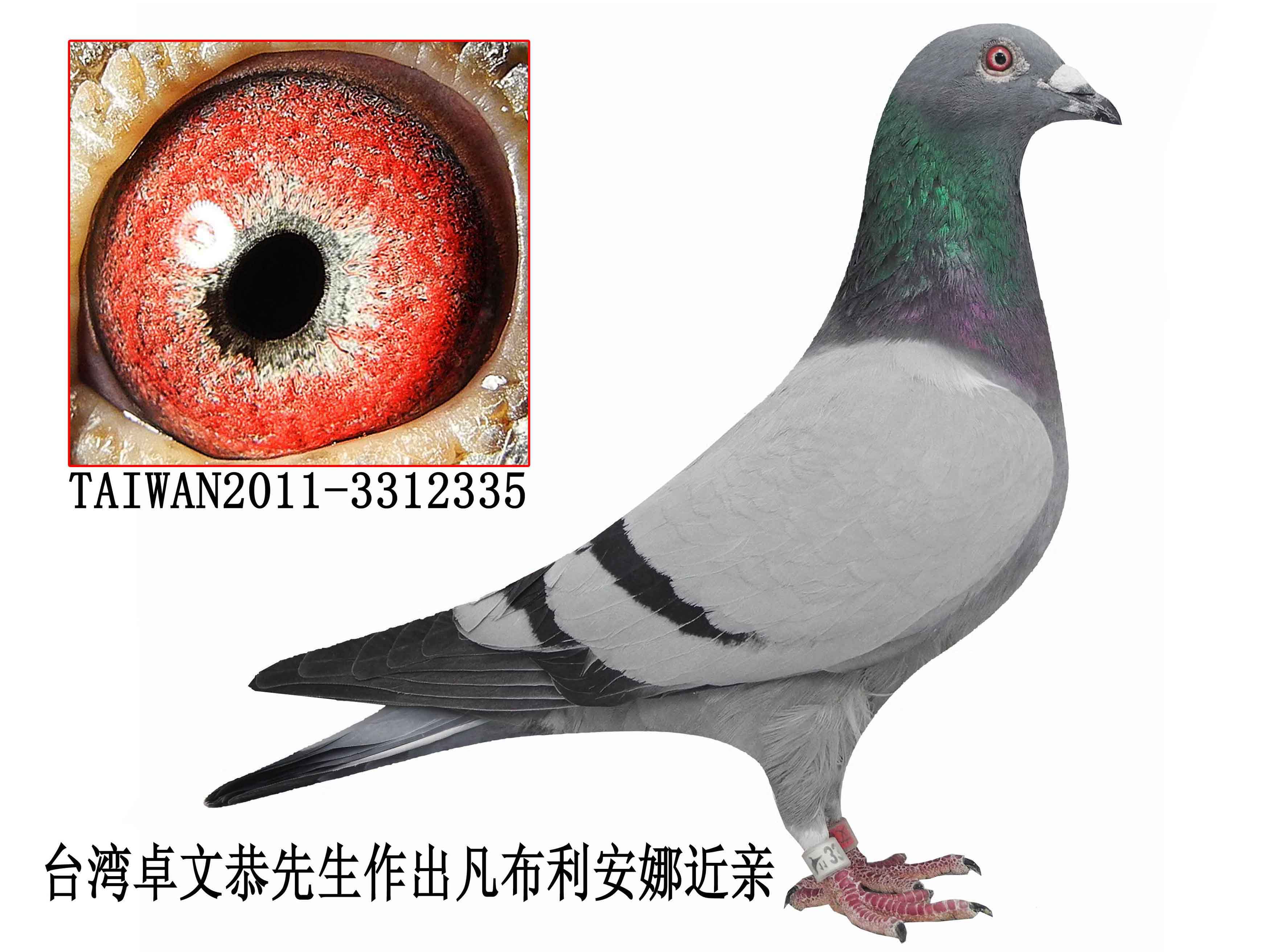 卓文恭19号展品 保证金级 拍卖