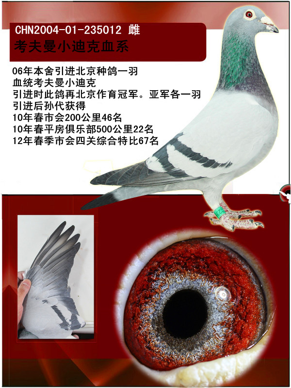 《考夫曼小迪克》 保证金级 拍卖