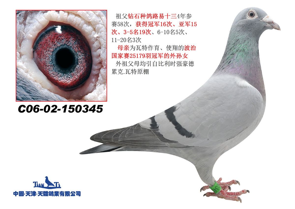 300 元 血统书: 查看大图 详细介绍: 06-02-150345 本鸽简介:路易十三