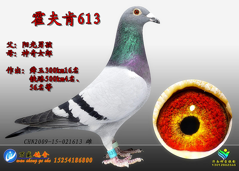 信鸽在线拍卖平台 中国信鸽信息网