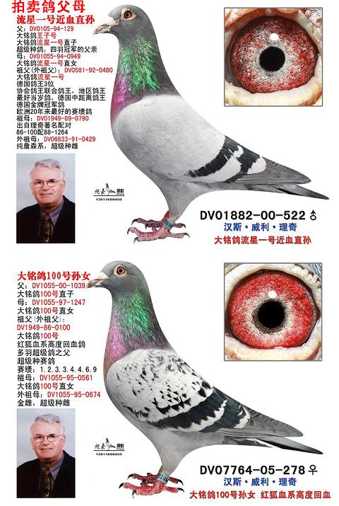 信鸽在线拍卖平台 - 中国信鸽信息网