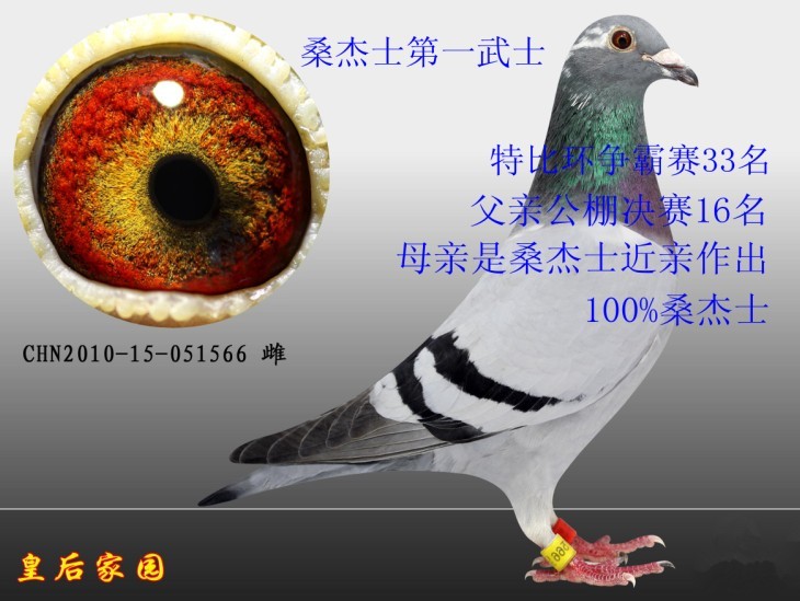 桑杰士第一武士 保证金级 拍卖