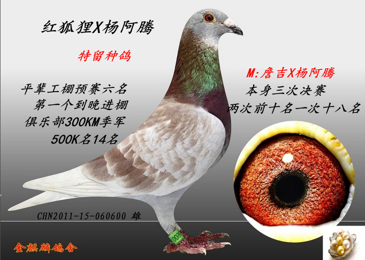 山东金麒麟鸽舍 中信网铭鸽展厅 www.ag188.com