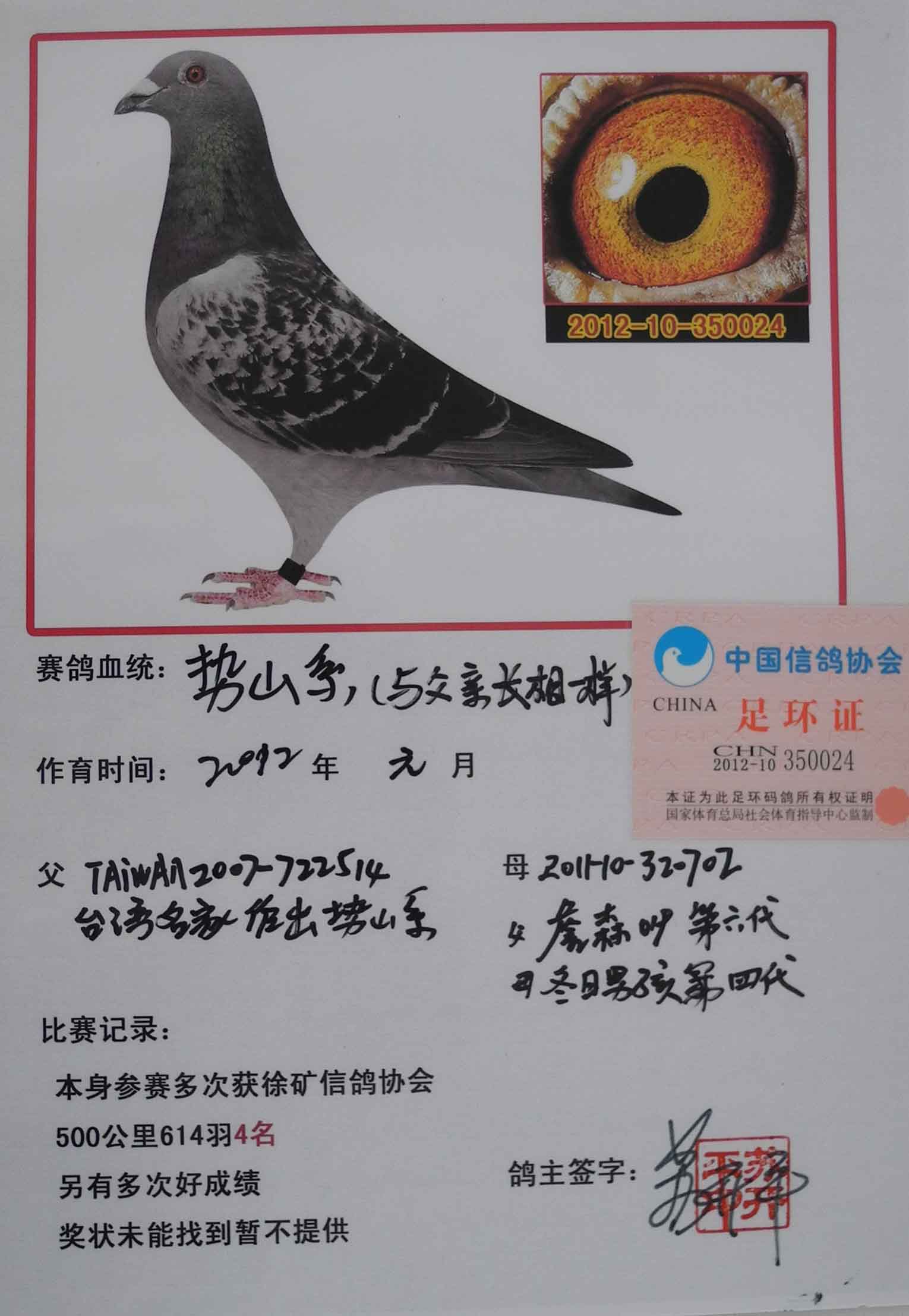 信鸽在线拍卖平台 中国信鸽信息网