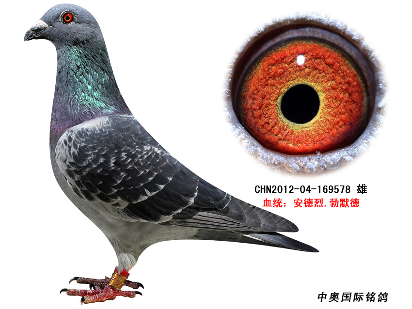 【勃默德】原舍种鸽做出169578! 保证金级 拍卖