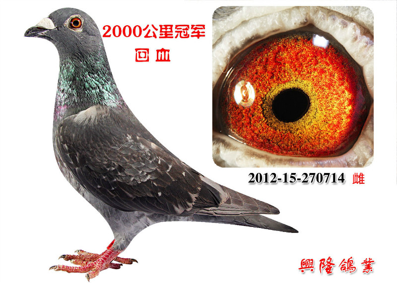 信鸽拍卖首页 拍卖专题 >> 查看拍卖商品  当前出价: 800          元