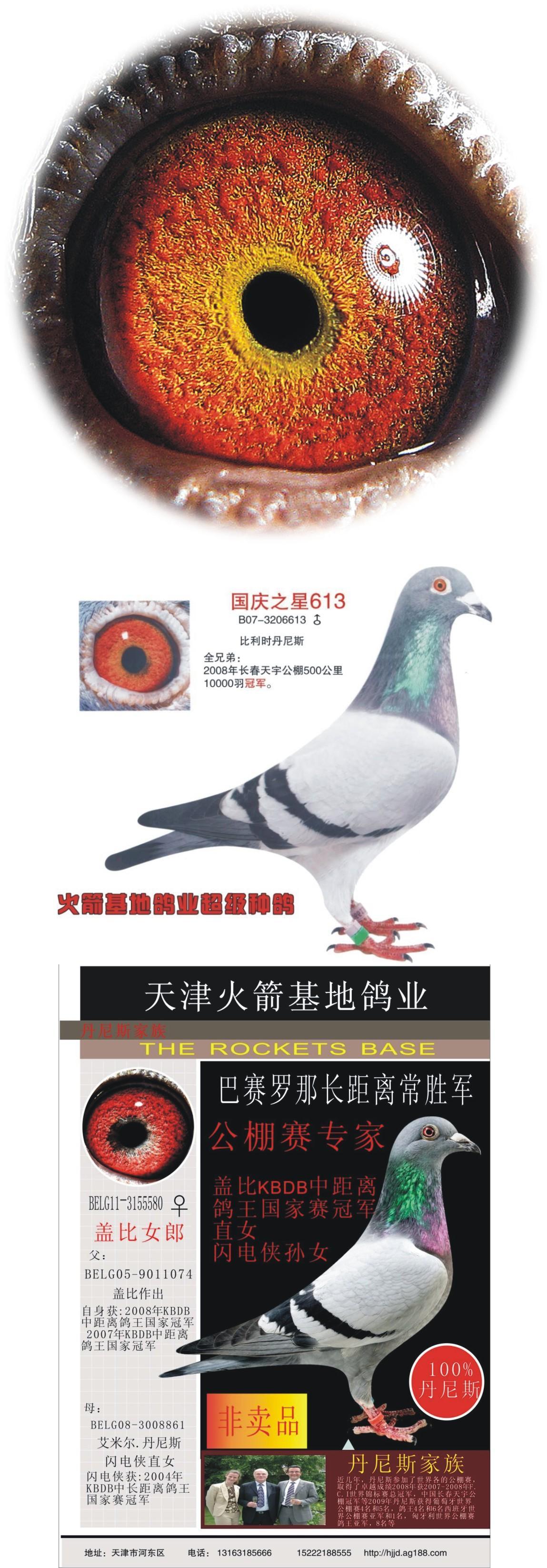 天津火箭基地鸽业 - 中信网铭鸽展厅 www.ag188.com