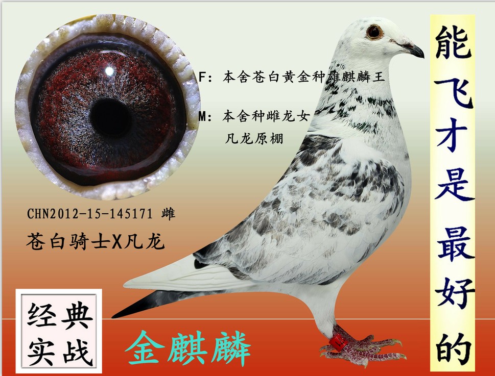 山东金麒麟鸽舍 - 中信网铭鸽展厅 www.ag188.com