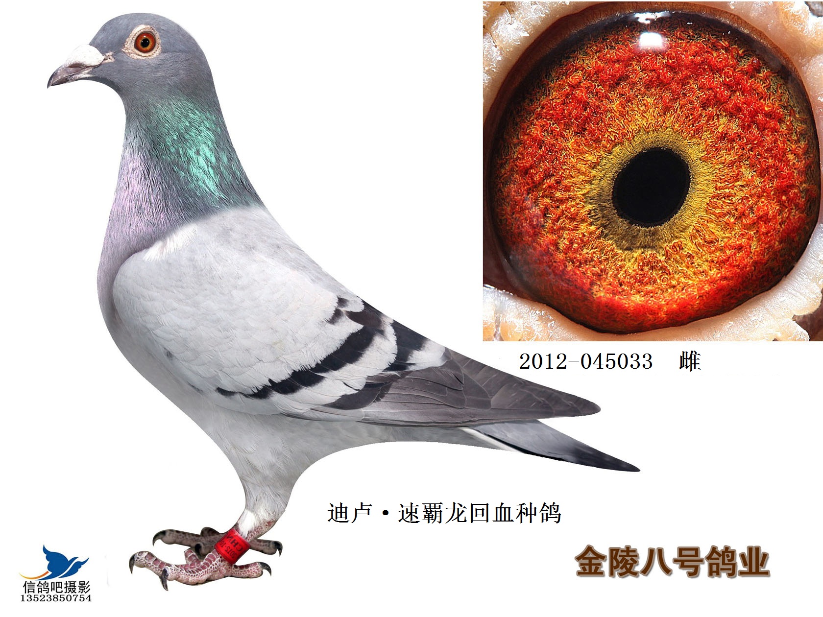 1,迪卢·速霸龙回血种鸽 045033 保证金级 拍卖