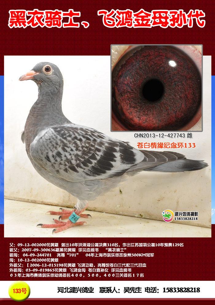 黑衣骑士 飞鸿金母孙代 保证金级 拍卖