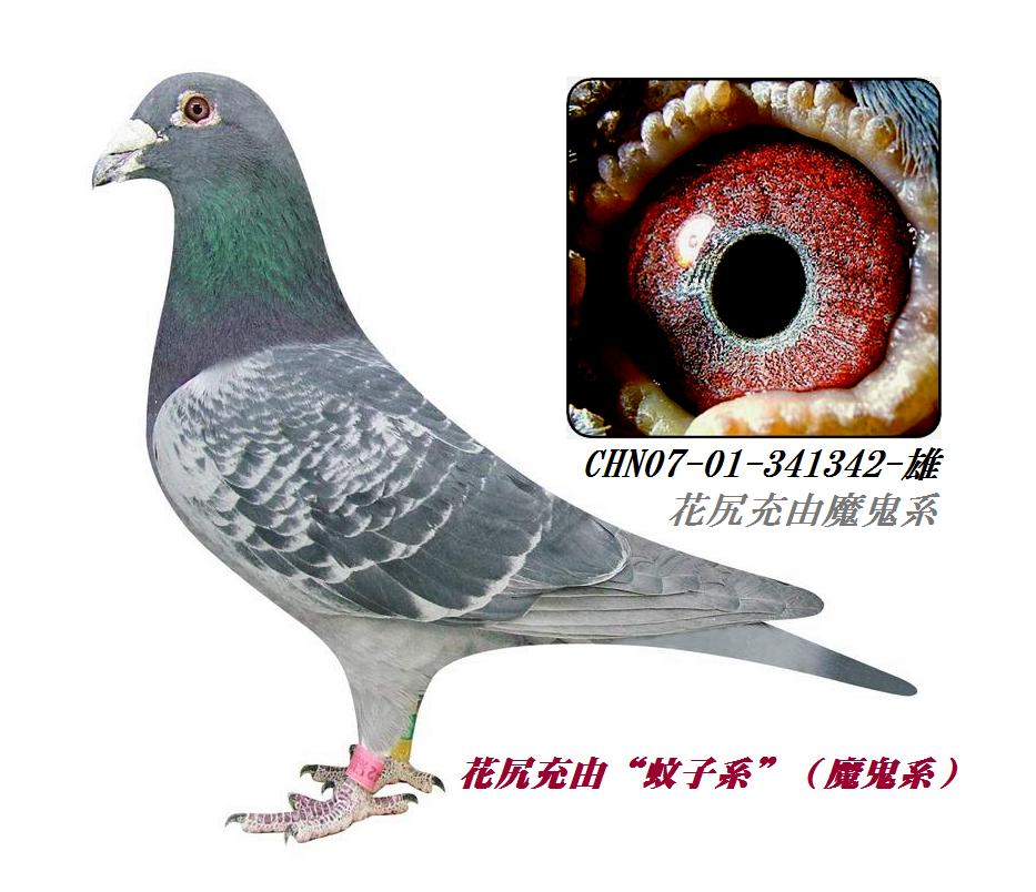      日本的名系花尻充由"蚊子系"(魔鬼系)