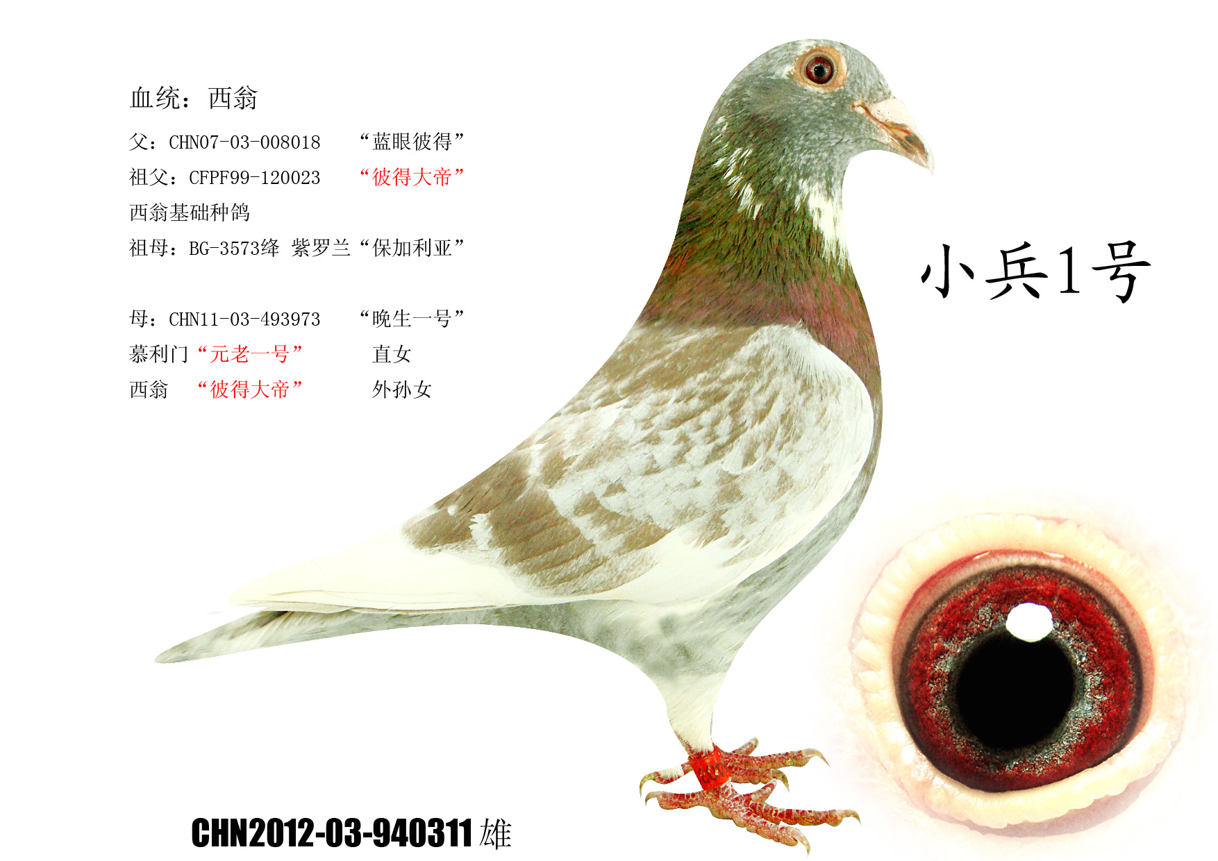 雄