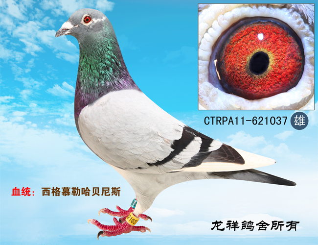 台湾明月原环种鸽哈贝尼斯 保证金级 拍卖
