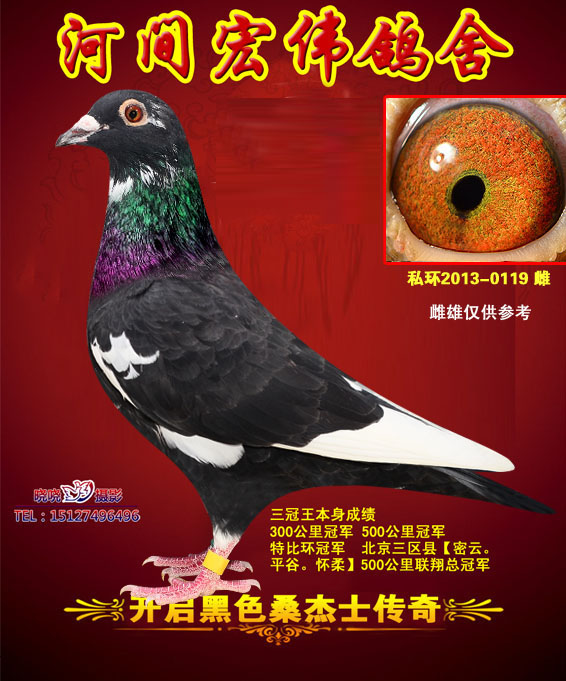 河间市宏伟鸽舍 中信网铭鸽展厅 www.ag188.com