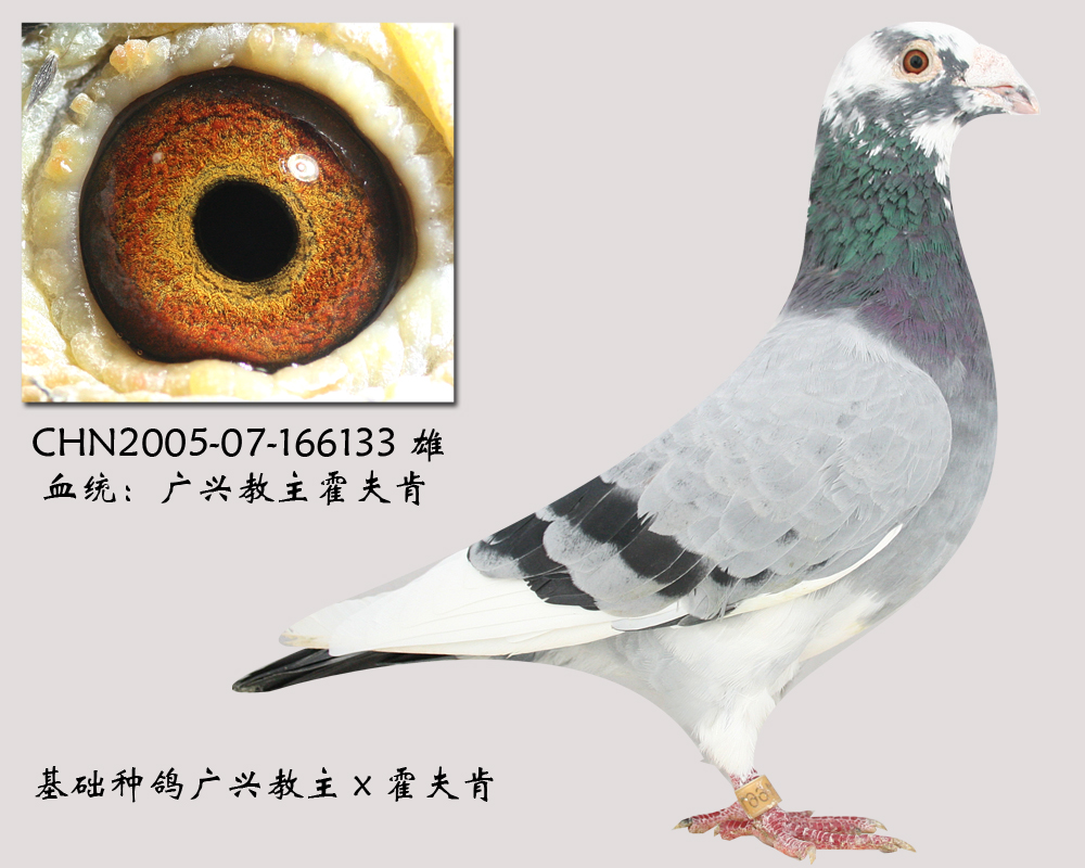 详细介绍: 广兴教主配霍夫肯,本舍基础种鸽