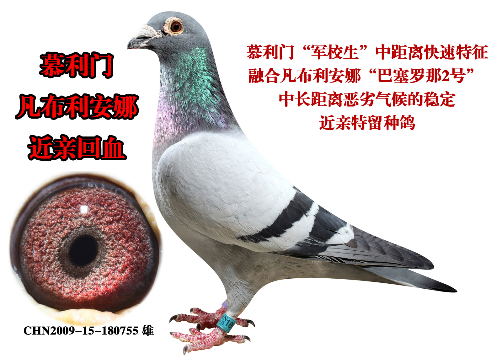 空运:按次数计算,得标1羽及多羽,每次均按300元支信鸽拍卖首页 拍卖