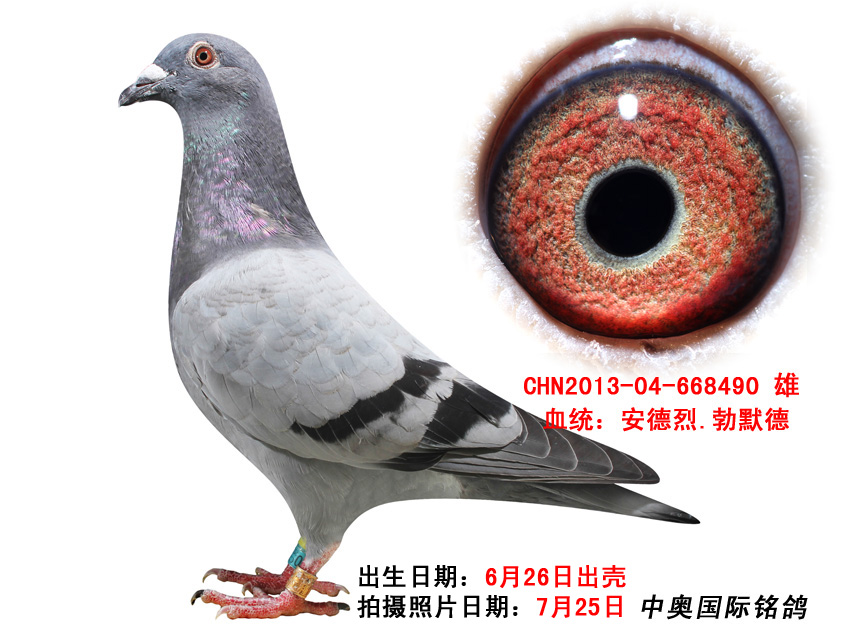 【勃默德】原舍种鸽做出668490 保证金级 拍卖