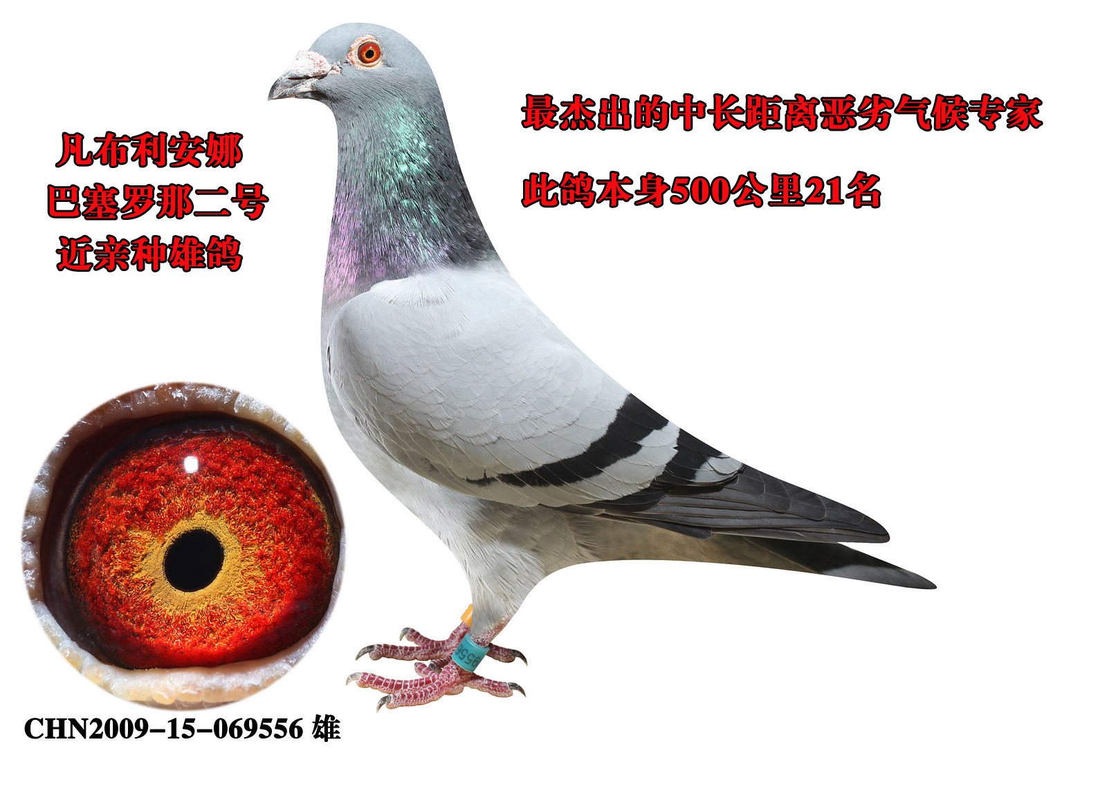 凡布利安娜近亲种雄 保证金级 拍卖