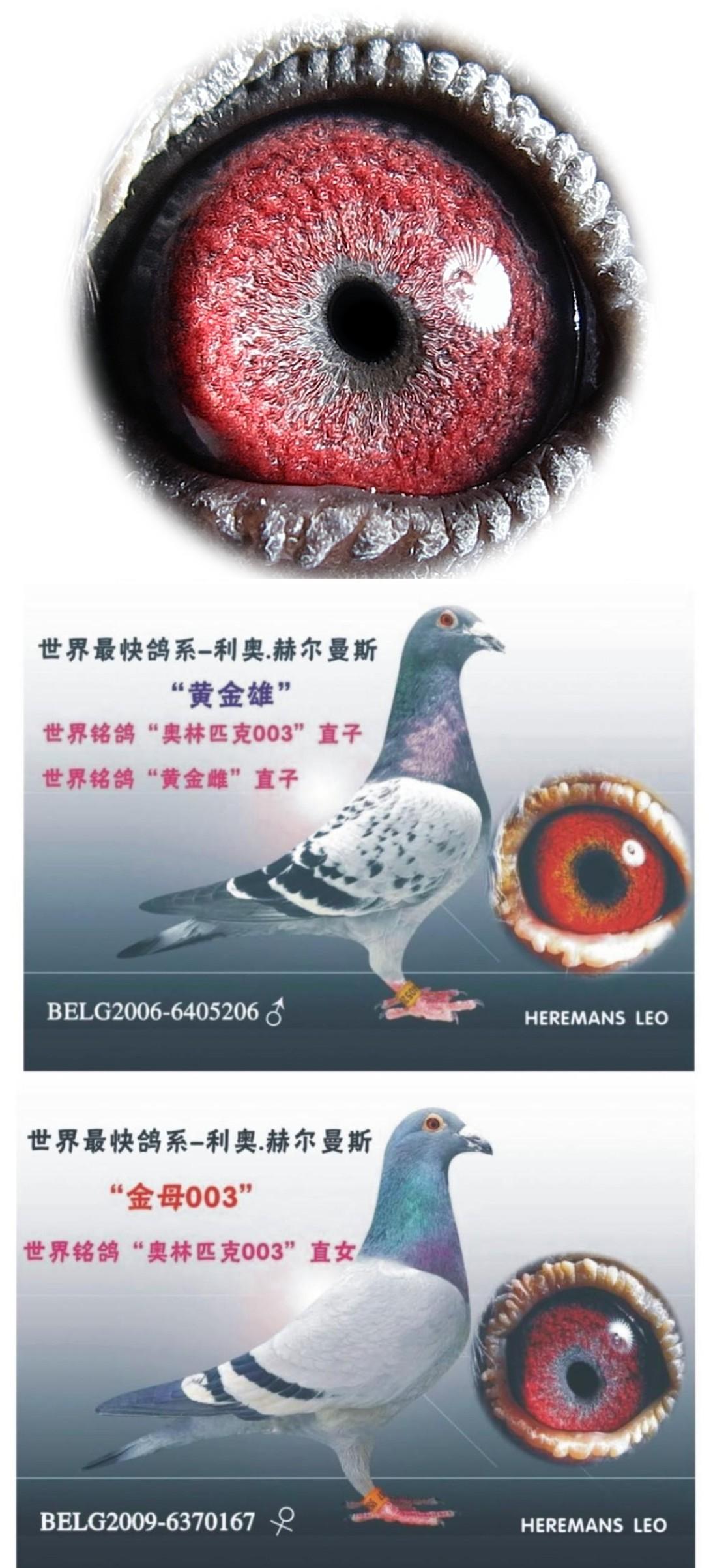 利奥.赫尔曼斯"003"直子 x"003"直女 保证金级 拍卖