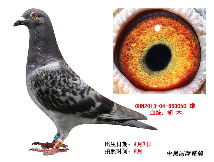 【胡本家族】大名鸽"金翼直子"做出668050 保证金级 拍卖