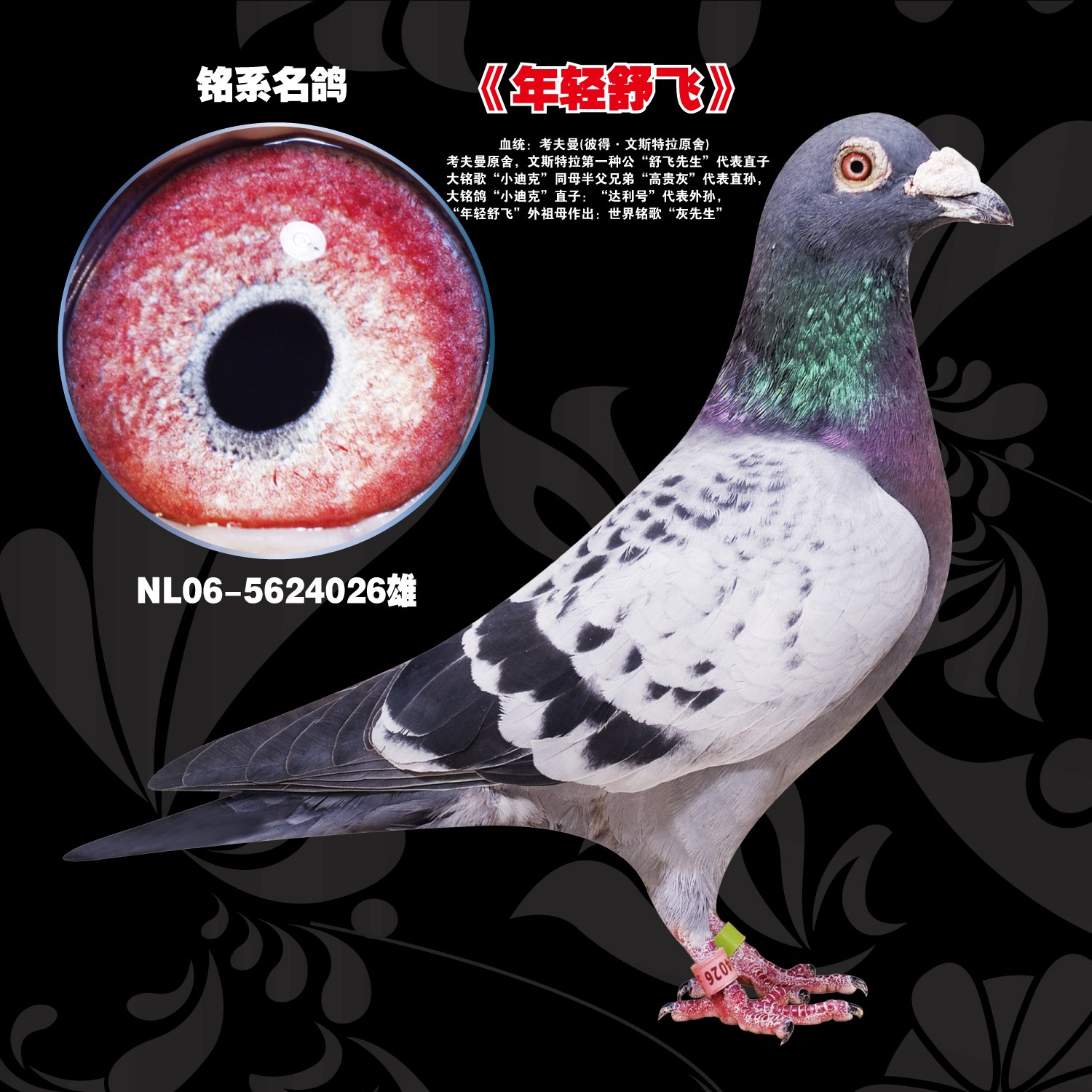 性别不确定性:凡当年幼鸽,性别无法100%保证.
