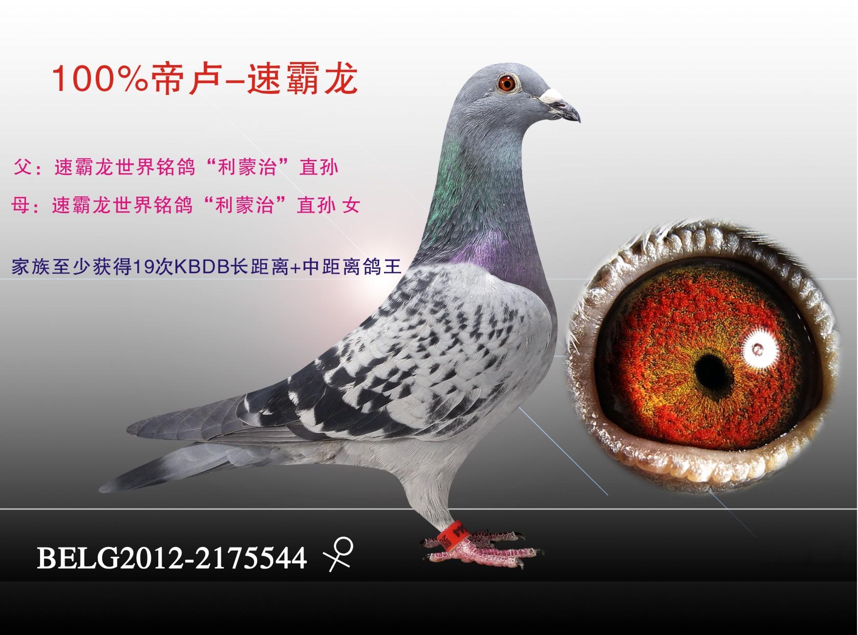 100%帝卢-速霸龙 保证金级 拍卖