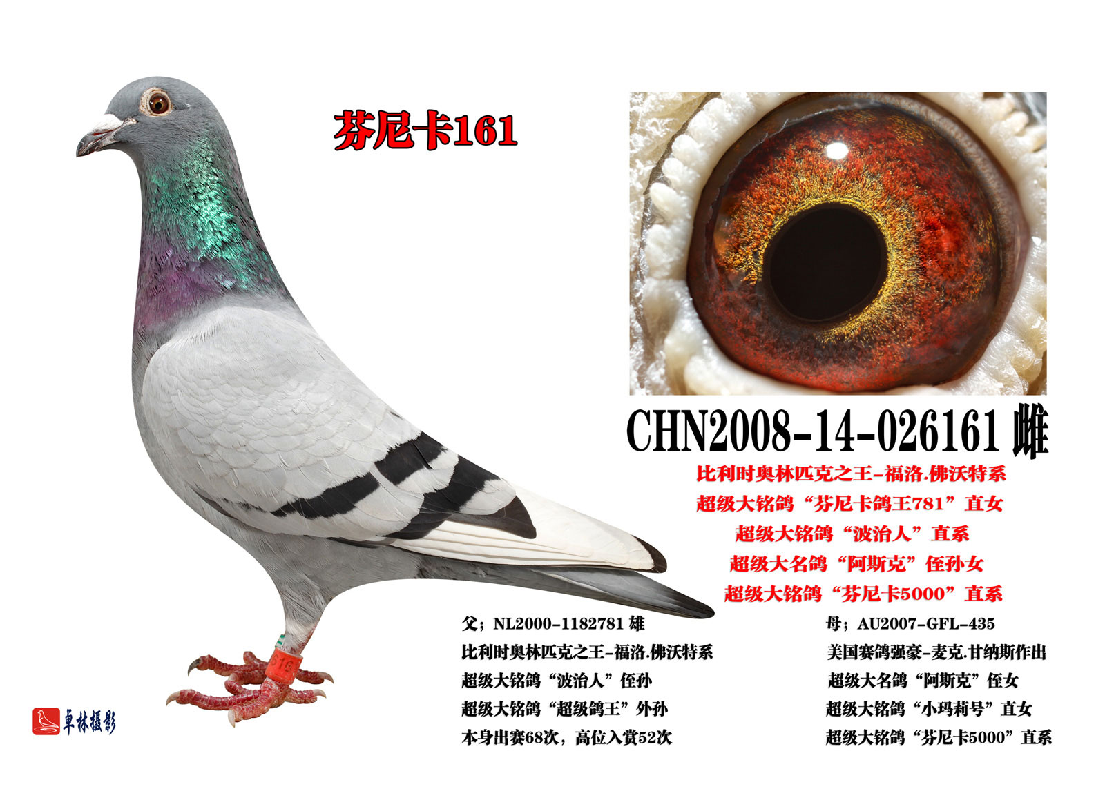 (4)芬尼卡161 保证金级 拍卖