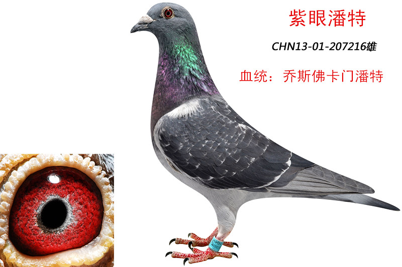 观看竞标过程 运输描述 运输费用:与号目钜徊⒅Ц,汽运及火车运输