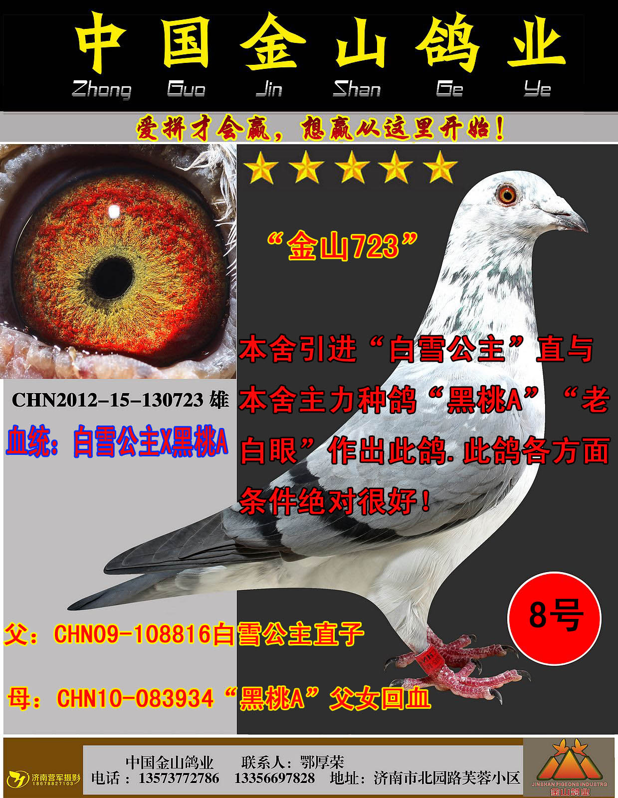 中国金山鸽业 - 中信网铭鸽展厅 www.ag188.com