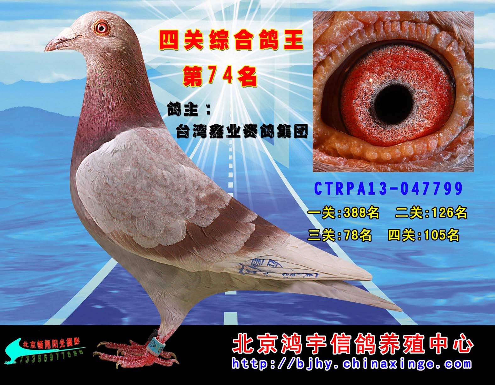 四关综合鸽王74名-台湾鑫业赛鸽集团 保证金级 拍卖