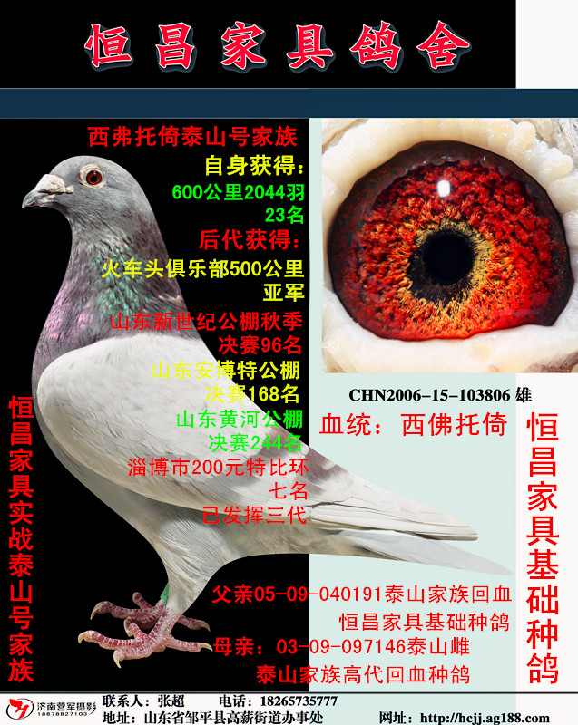 空运:按次数计算,得标1羽及多羽,每次均按300元支付,鸽友必须自行到